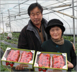 추운 겨울 달콤한 딸기 맛보세요