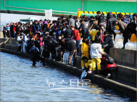 포항시,  형산강에 연어 50만 마리 방류