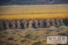 원주시 농업인의 날 ‘소비자와 함께하는 삼토문화축제’ 개최
