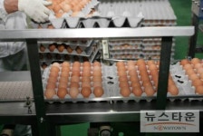 신선한 우리 계란, 눈으로 직접 확인한다!