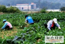 박근혜팬클럽 “화성배추농장에서 취약계층을 위한 김장행사”를 연다