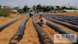 박근혜 전 대표 지지단체, 김장행사 양쪽으로 나뉘어 진행