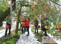 포항시, 공원관리사업소 가을철 농촌일손돕기