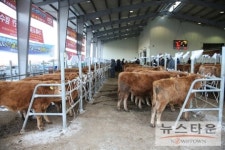 상주시장, 우시장 전자경매 방문 한우사육농가 격려