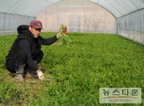 포항시, 온천수 이용 비학산 미나리 조기재배 성공 첫 출하