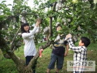 황실배 주말 농장을 체험해 보세요!