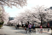 충주시, 충주호반 명품 가로수길 조성한다