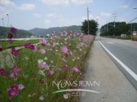 양평군, 명품 코스모스 꽃길 조성 한창