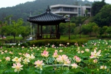 아산시 신정호관광지로 연꽃구경오세요