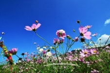 가을의 전령사 코스모스 축제장으로 오세요