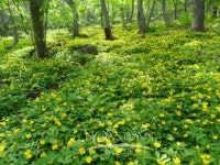 충남 아산 광덕산 피나물 꽃 활짝 장관