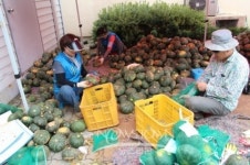 온양5동 주민자치회, 어려운 이웃돕기 단호박 판매