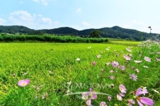 전국 최대 규모 명품 코스모스, 횡성에서 만끽해요