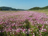 공주 금강변 자전거길 코스모스 만발
