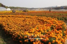 아산시 국화연구회, 제7회 국화전시회 개최