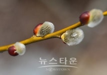 버들강아지