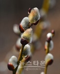 버들강아지