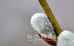 버들강아지