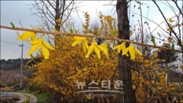 학하동 서로섬기는 교회에서 찾은 봄