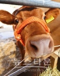 해빙기 가축분뇨배출시설 특별 점검