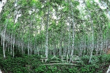 자작나무를 보러가자!! 인제 원대리로