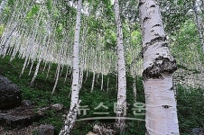 자작나무를 보러가자!! 인제 원대리로