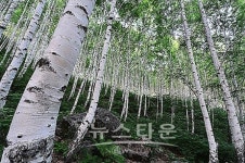 자작나무를 보러가자!! 인제 원대리로