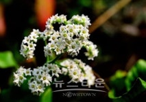 치악산아래서 야생식물을 만났어요!