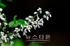 치악산아래서 야생식물을 만났어요!