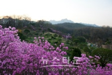 메이다이닝 시크릿가든 봄꽃 축제 개최