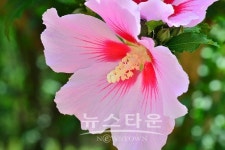 무궁화 그냥 우리나라꽃입니다