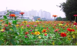 원주 태장2동 흥양천, 가뭄을 딛고 핀 백일홍 한창