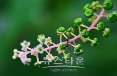 원주 판부면서곡리 용수골의 식물들
