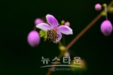 원주 판부면서곡리 용수골의 식물들