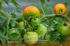 원주 판부면서곡리 용수골의 식물들