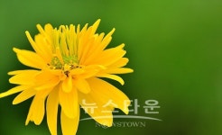 원주 판부면서곡리 용수골의 식물들