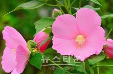 원주 판부면서곡리 용수골의 식물들