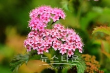 원주 판부면서곡리 용수골의 식물들