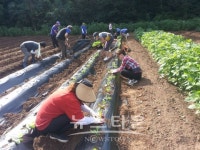 오산시 남촌동 통장단협의회, 사랑의 배추심기
