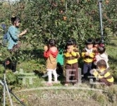 충남농업기술원,  사과 수확 체험행사 개최