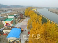 [여행] 충남 아산 현충사은행나무길 단풍 장관
