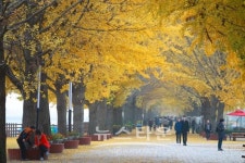 [여행] 충남 아산 현충사은행나무길 단풍 장관