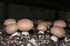 원주버섯 특화단지 조성 시범사업 추진