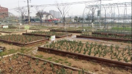 권선구 곡선동, 튤립정원 만개 일보 직전