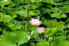 아산 신정호와 외암리민속마을에 연꽃만발