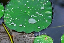 작은연못의 풍경 도연사