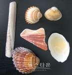 오르도비스기(Ordovician period: 4억8,500만~4억4,300만 년 전)