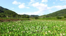 들꽃향기 그리우면  인제로 오세요