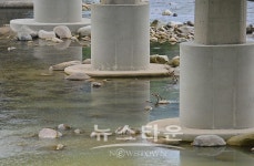 인제 군수님 교량안전과 수입 상관관계 아시나요?