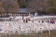 인제군 백담사 단풍 절정